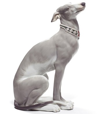 attentive greyhound
